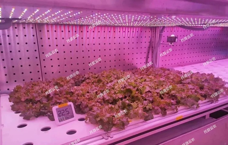 1774600194208831.jpg 圖片13.jpg